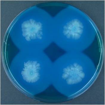BCSA培养基 蜡状芽孢杆菌